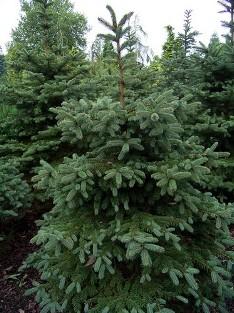 Picea pungens (RVA) - Asā egle 